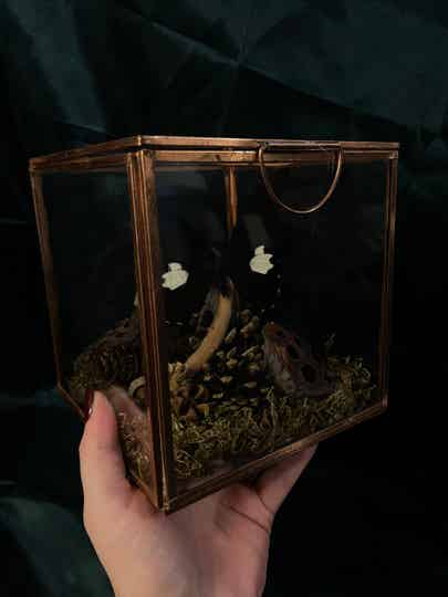 Papilio helenus In glazen box