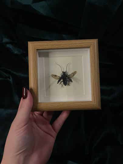Cerambycidae in lijst