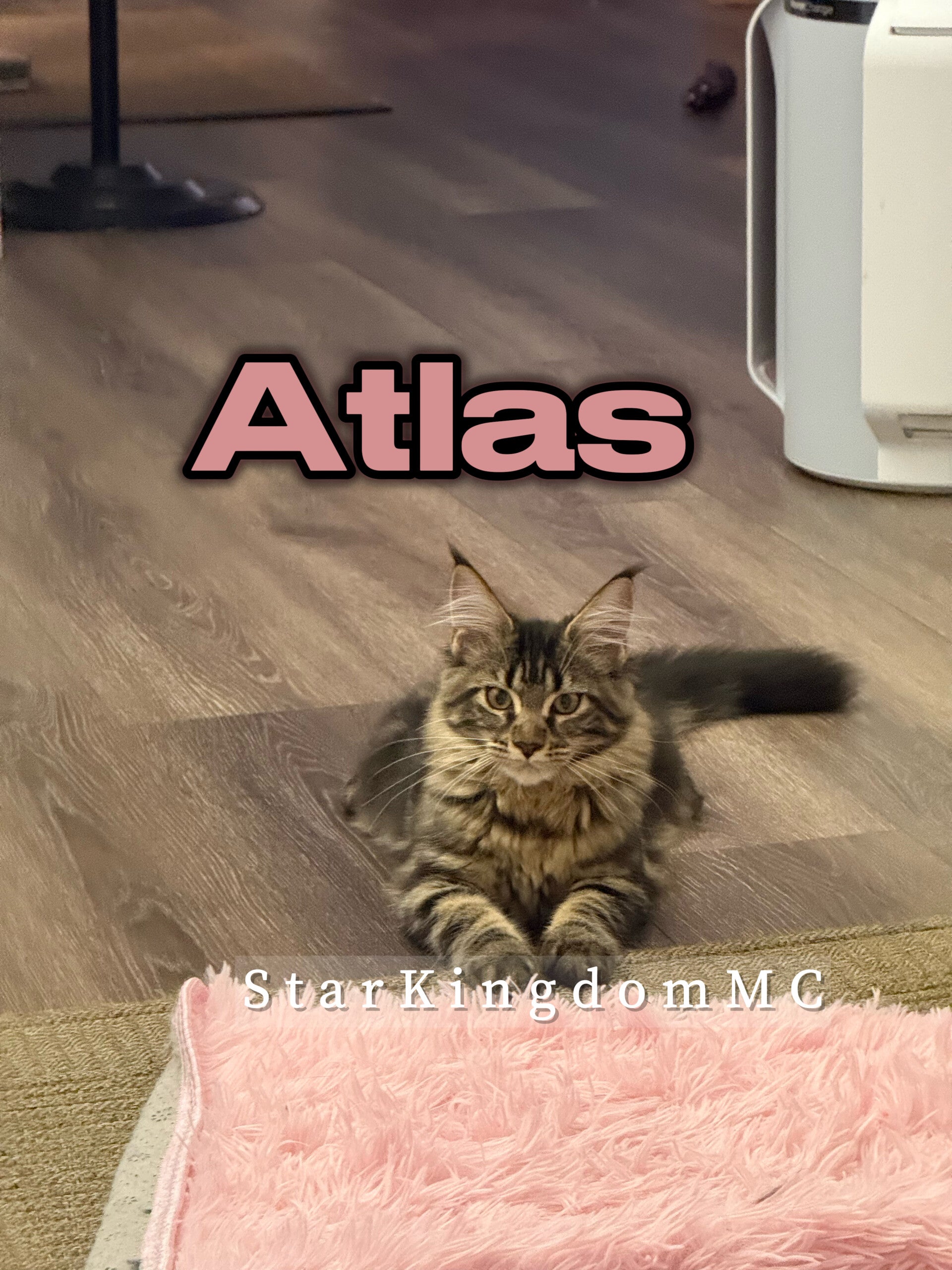 Stunning tortoe maine coon kitten sitting on the edge on a pink carpet