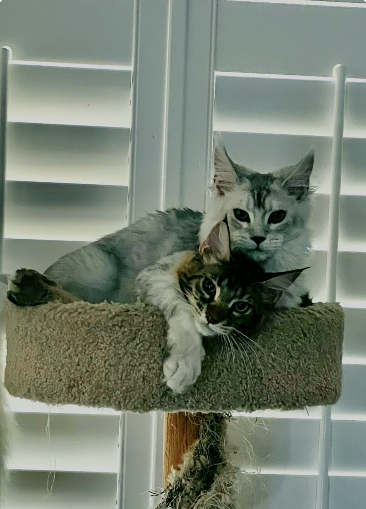 Black silever tabby maine coon with its arm around a tortie kitten