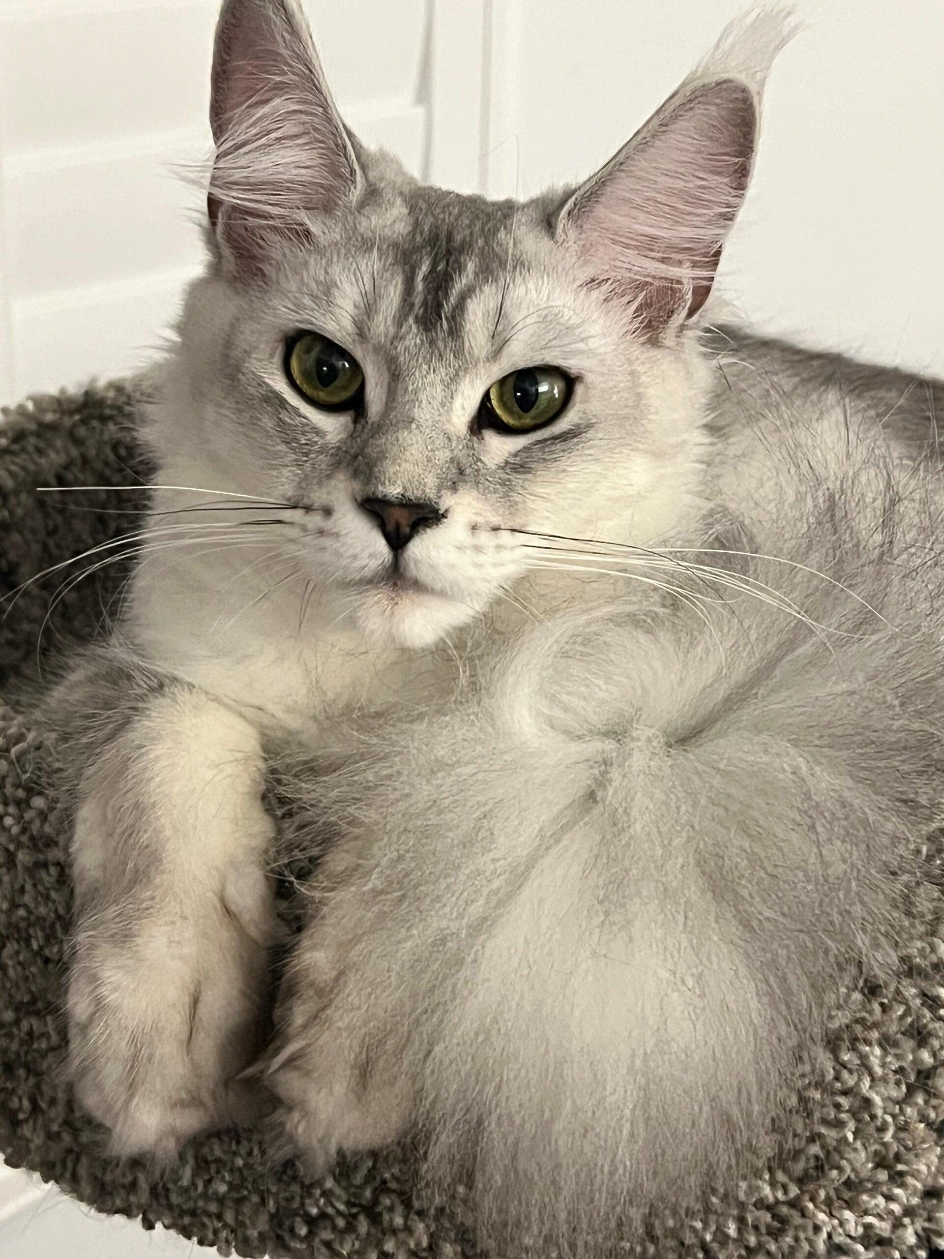 Black, high silver tabby maine coon peering into the camera
