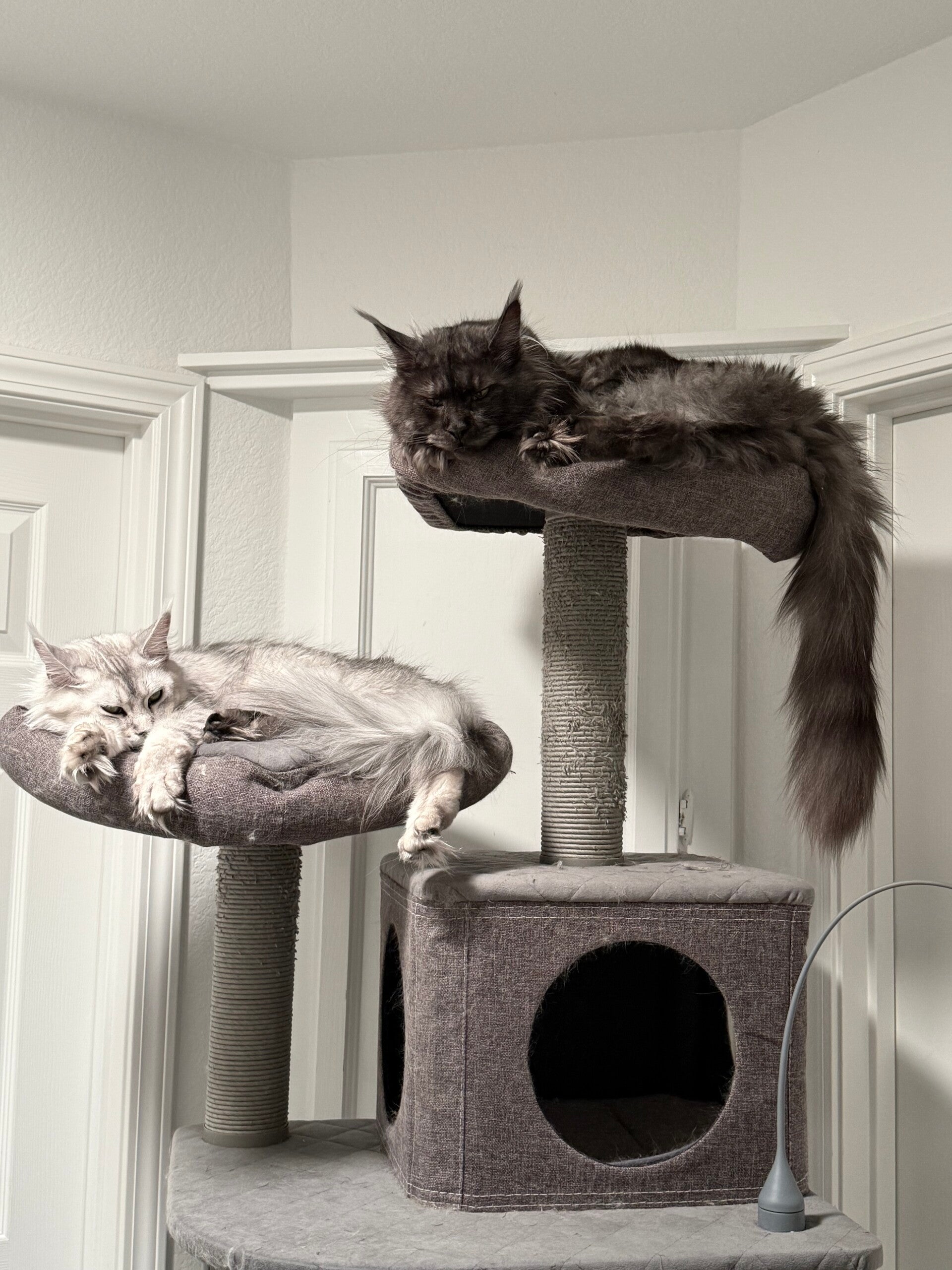 Black silver tabby and black smoke maine coon half-sisters perched and cuddly in a cat tree