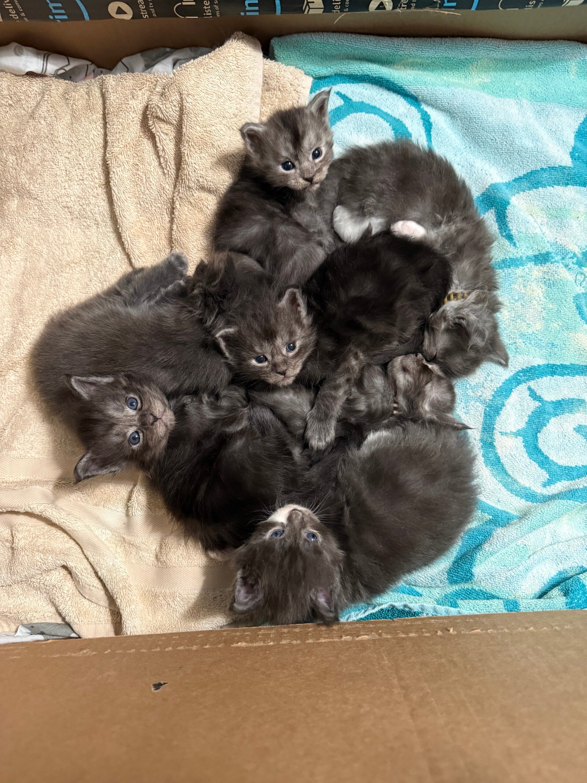 Adorable & dark maine coon kittens