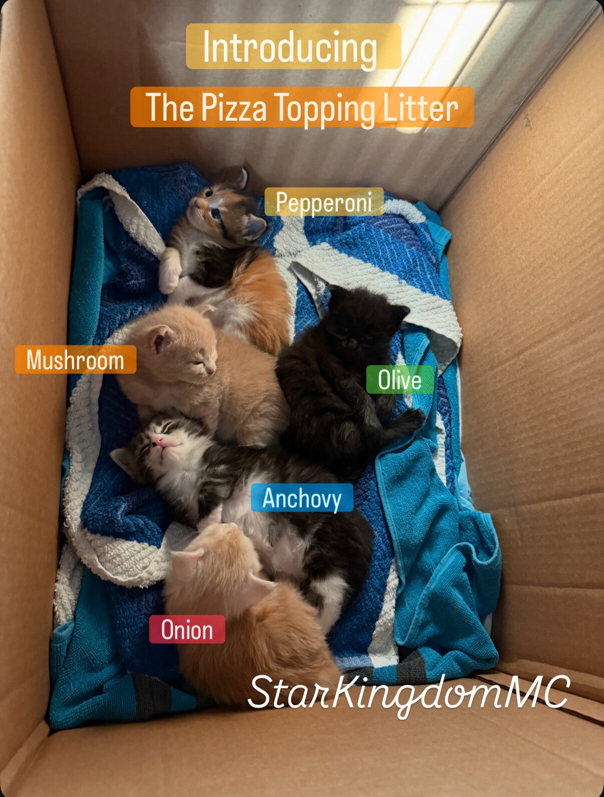 beautiful and colorful maine coon kittens