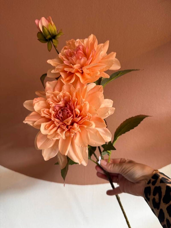 Dahlia zalm