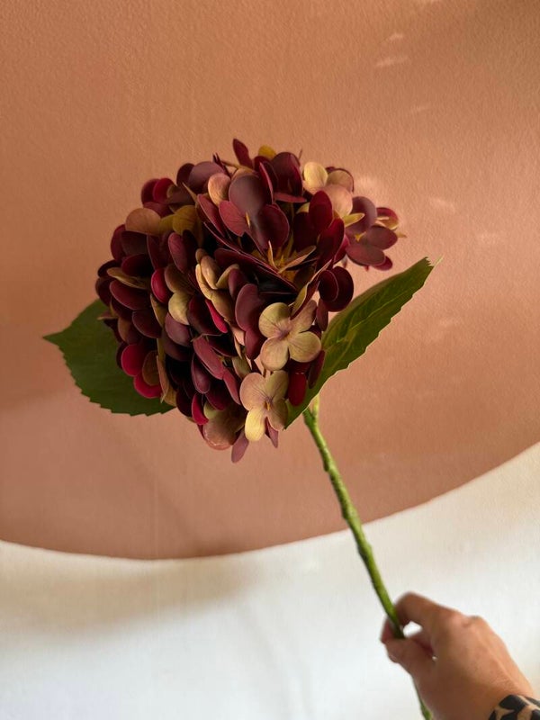Hortensia bordeaux