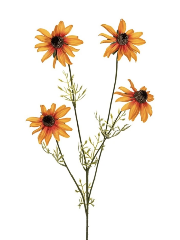 Echinacea oranje