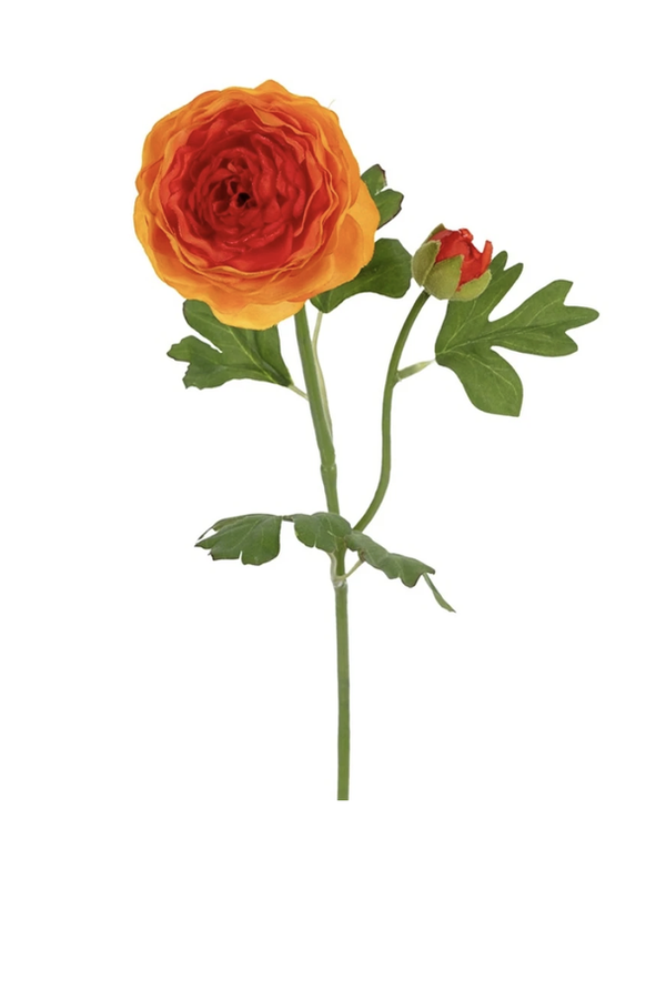 Ranonkel oranje