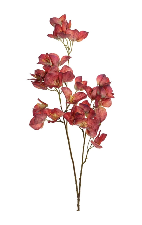bougainvillea kers