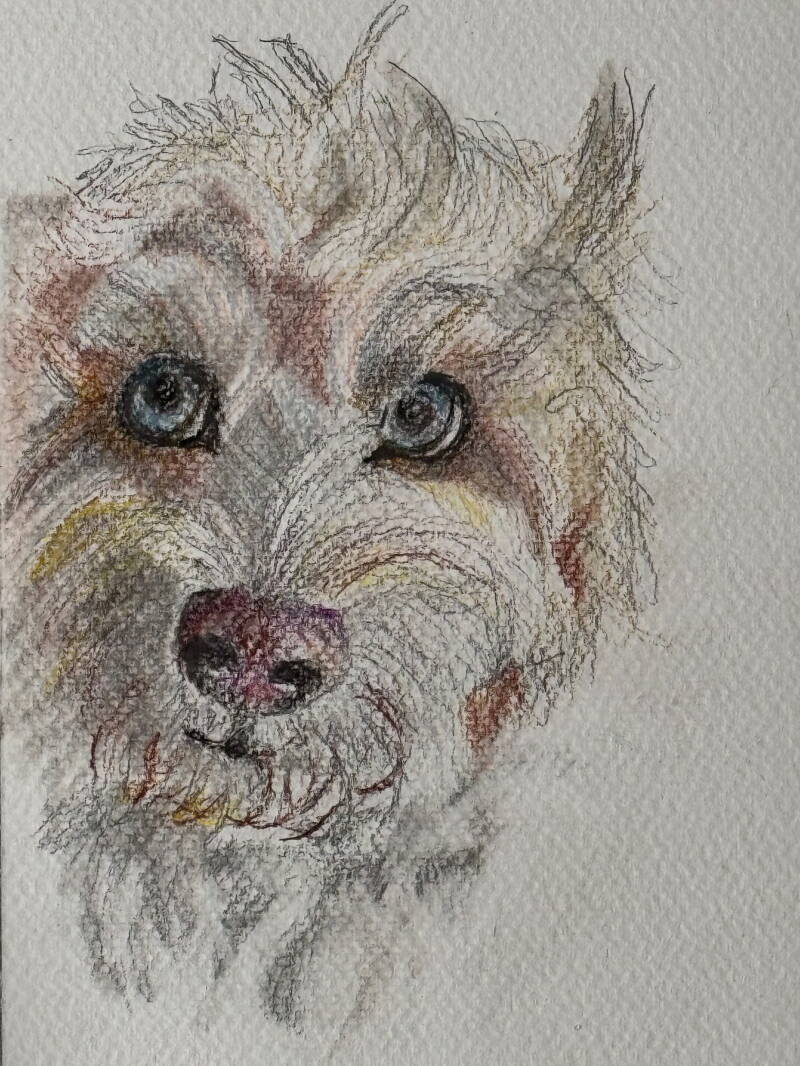 het hoofd van een langharige hond met natte neus en sprekende ogen