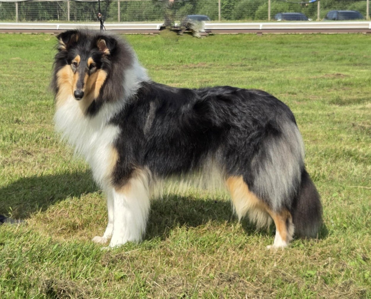 Pitkäkarvainen collie, Roxier's Black Mex