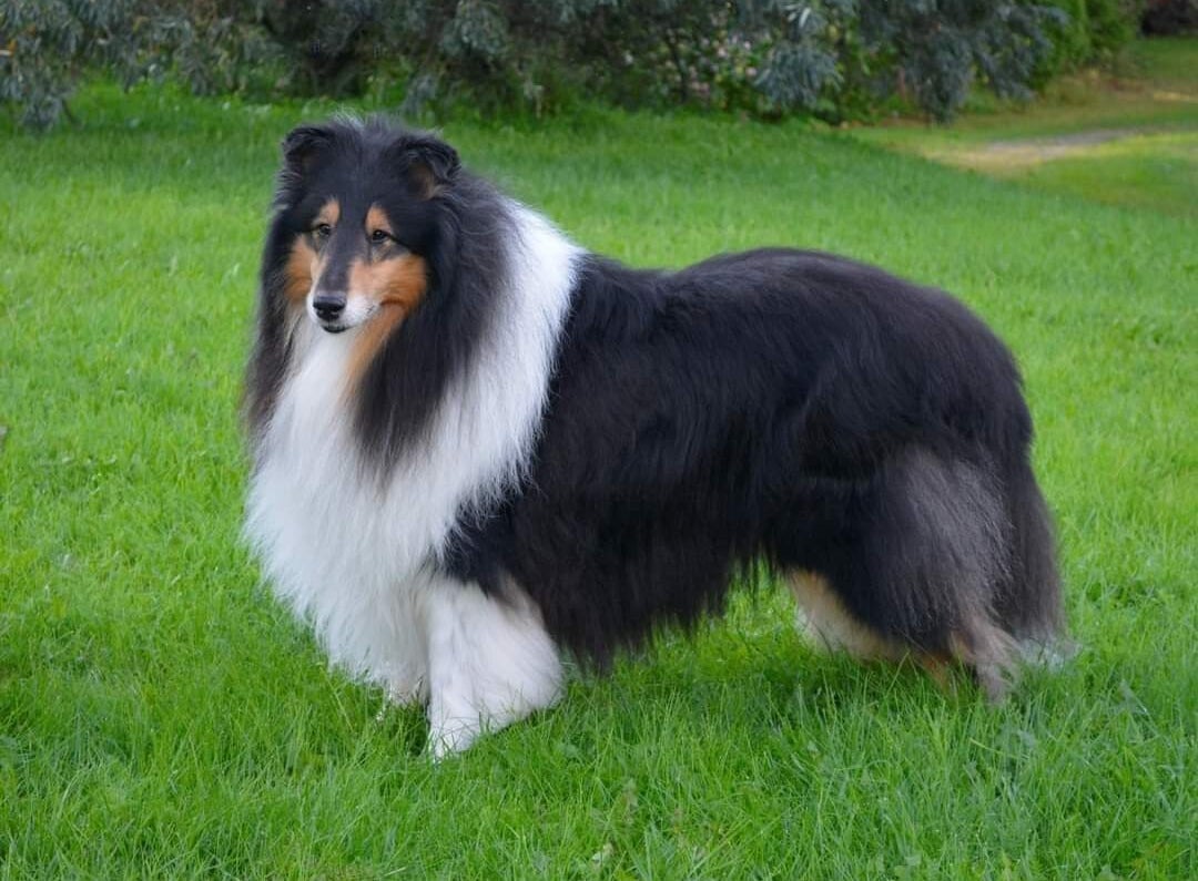 Pitkäkarvainen collie, Kangasvuokon Lorenzo