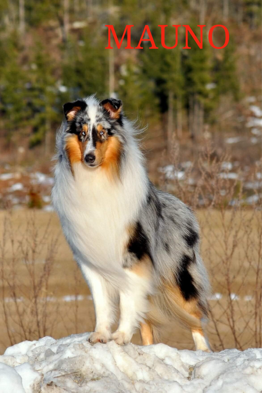Pitk&auml;karvainen collie, Dispiritos Benjamin Bustamante