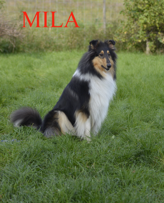 Pitk&auml;karvainen collie, Roxier's Black Mex