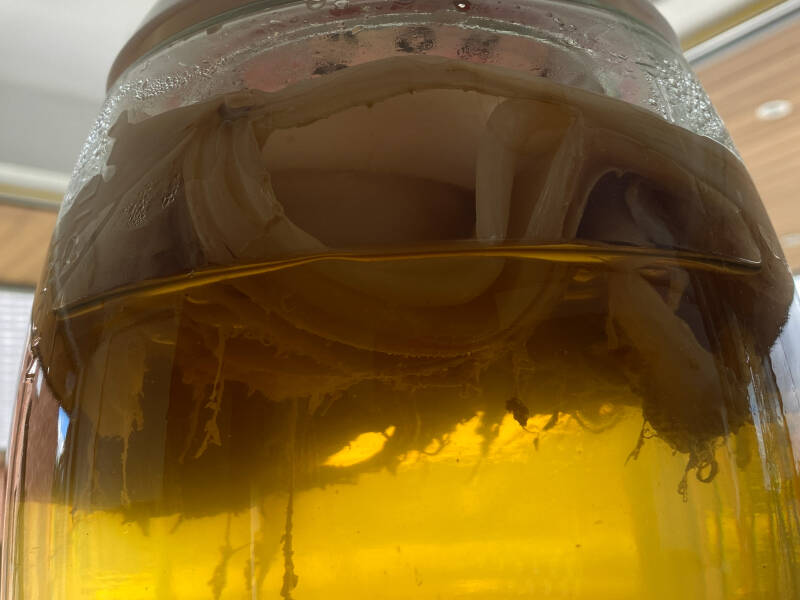 SOS bruis (kombucha)