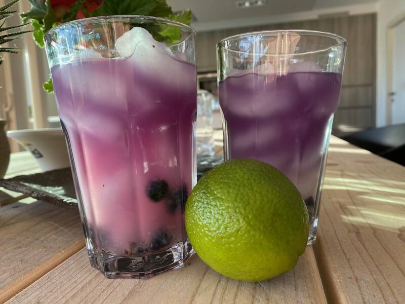 Vlindererwt kombucha