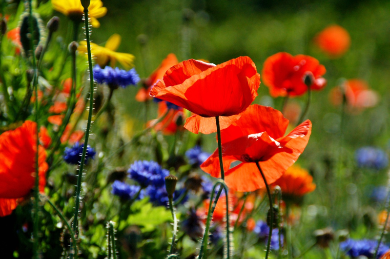 De weldaad van kombucha voor je tuin