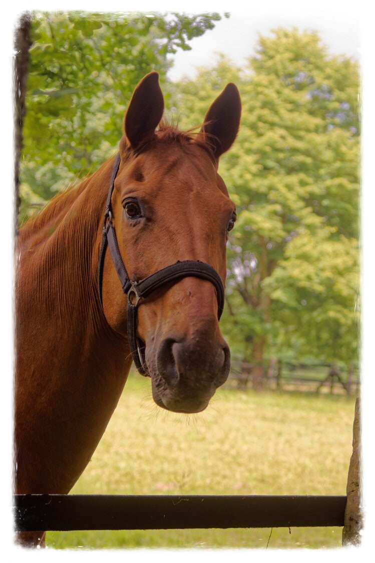 Vitavet Paardensupplementen