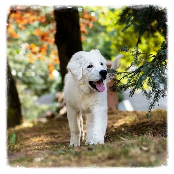 Hypoallergene hondensnacks Suzanne Brons