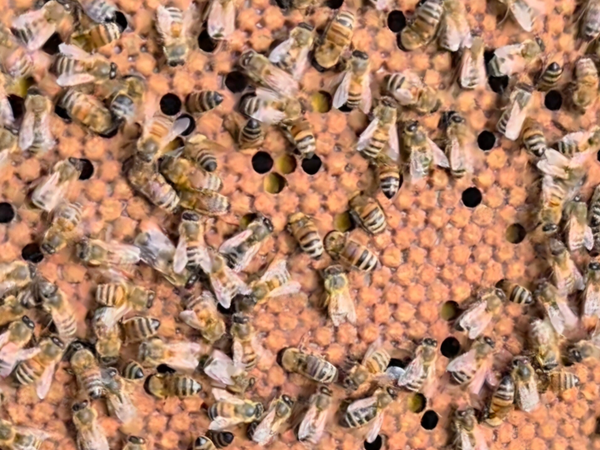 COMMERCIAL Nucleus Colony - (Overwintered & Spring)