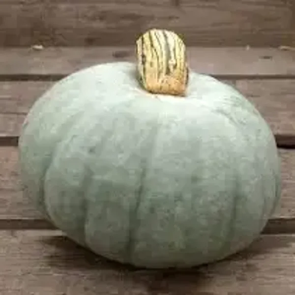 marokaanse pompoenen
