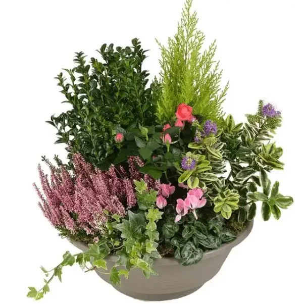 Coupe de plantes