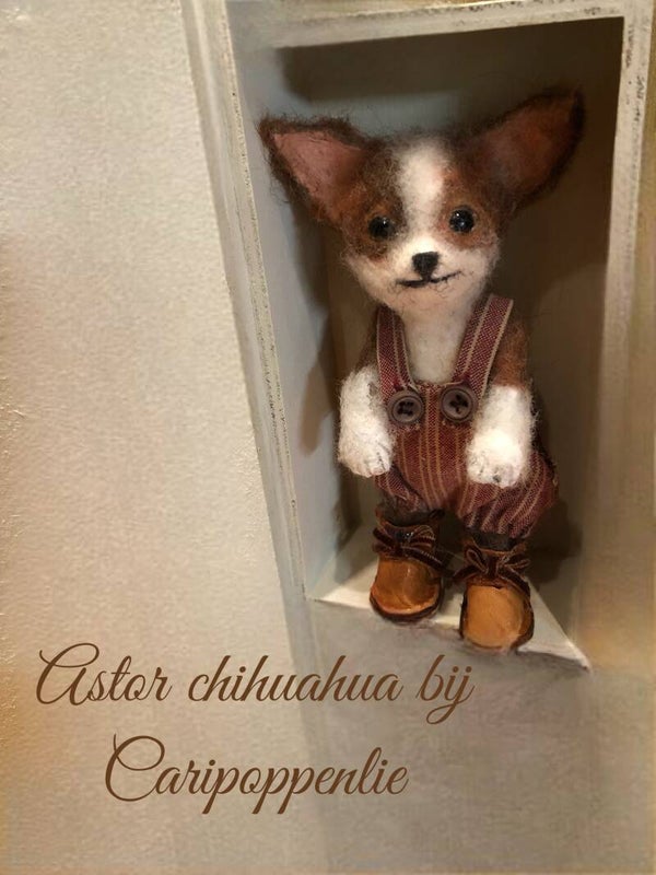Astor chihuahua
