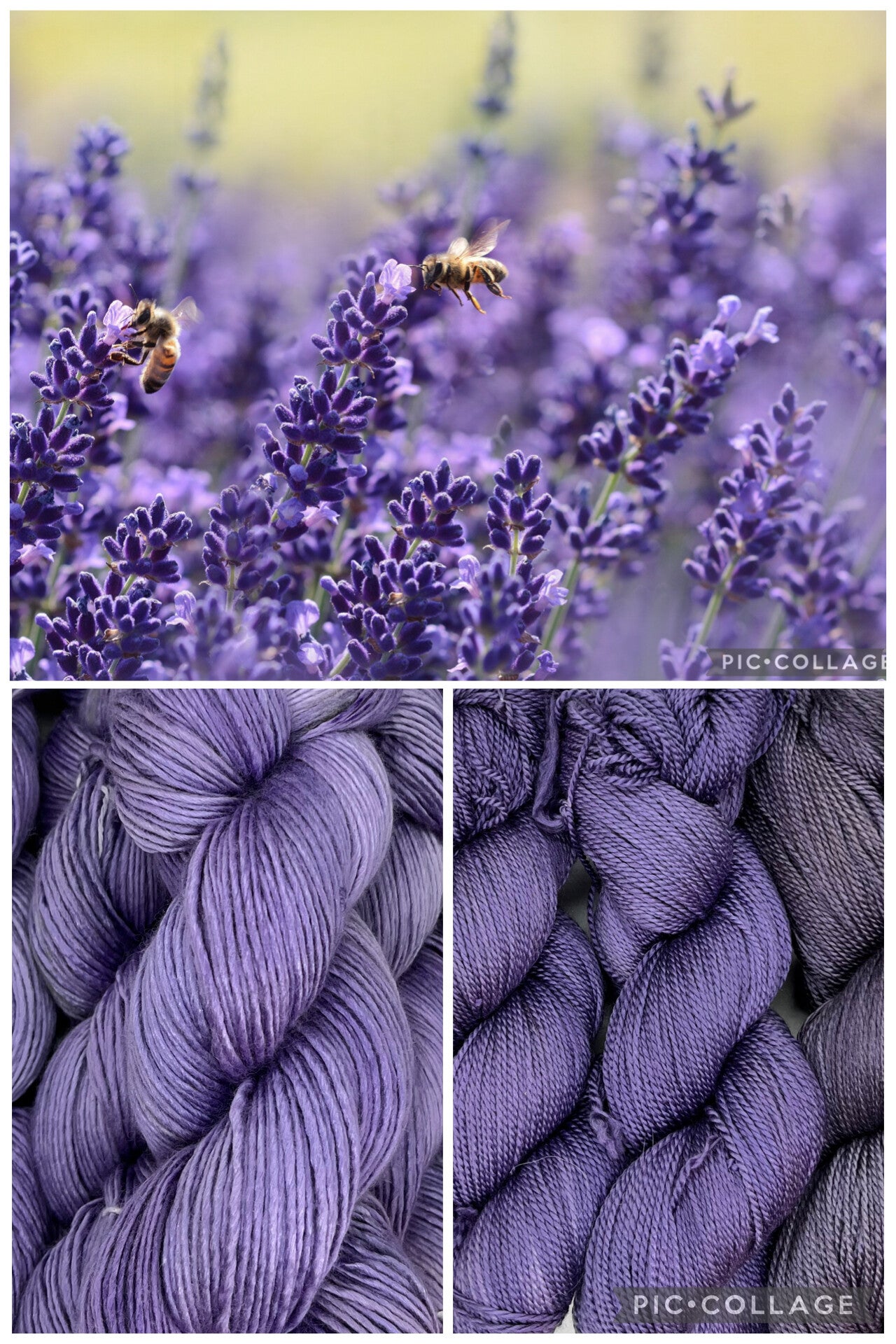Lavendel