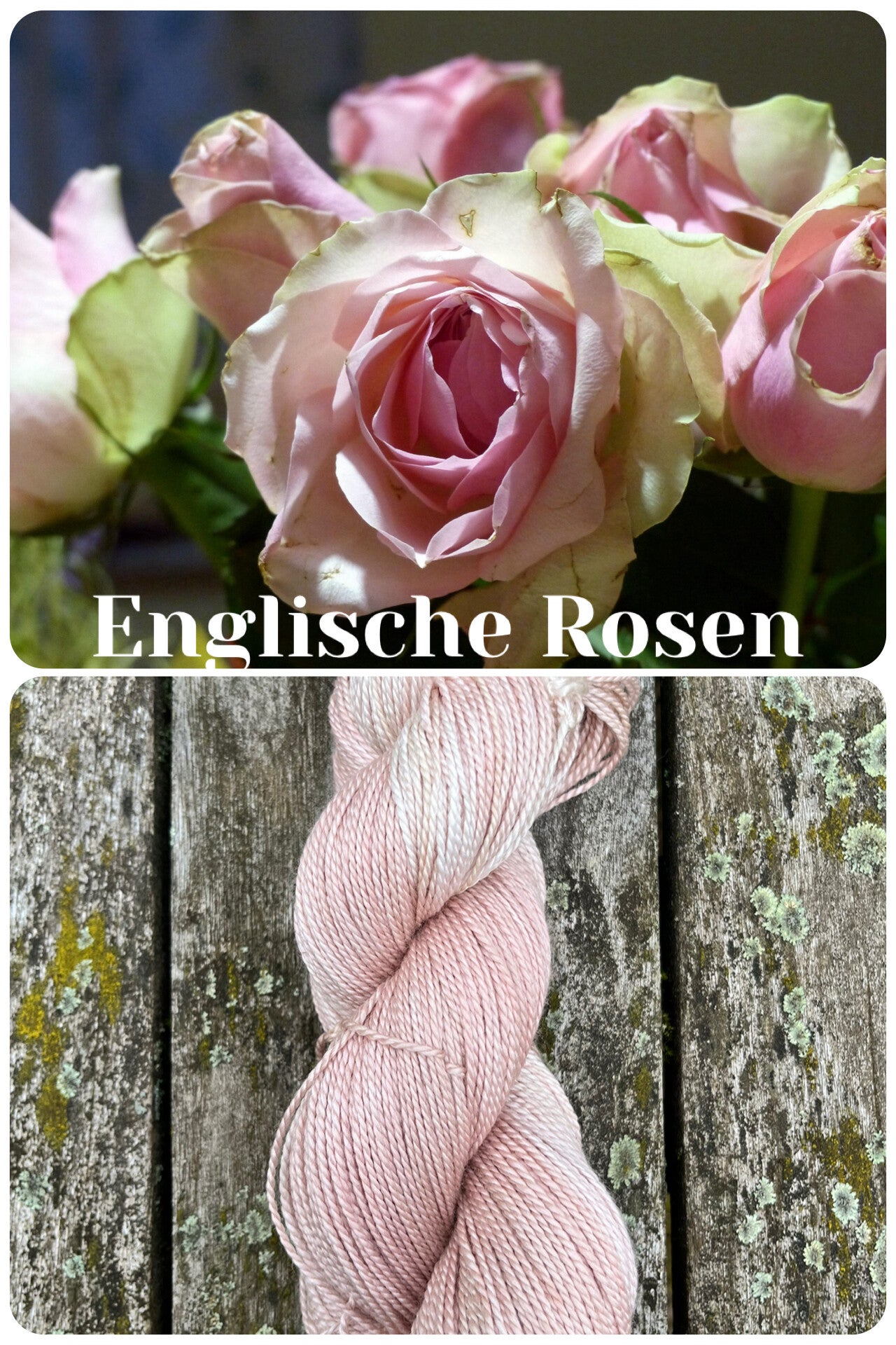 Englische Rose