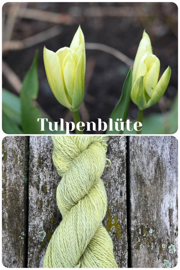 Tulpenblüte