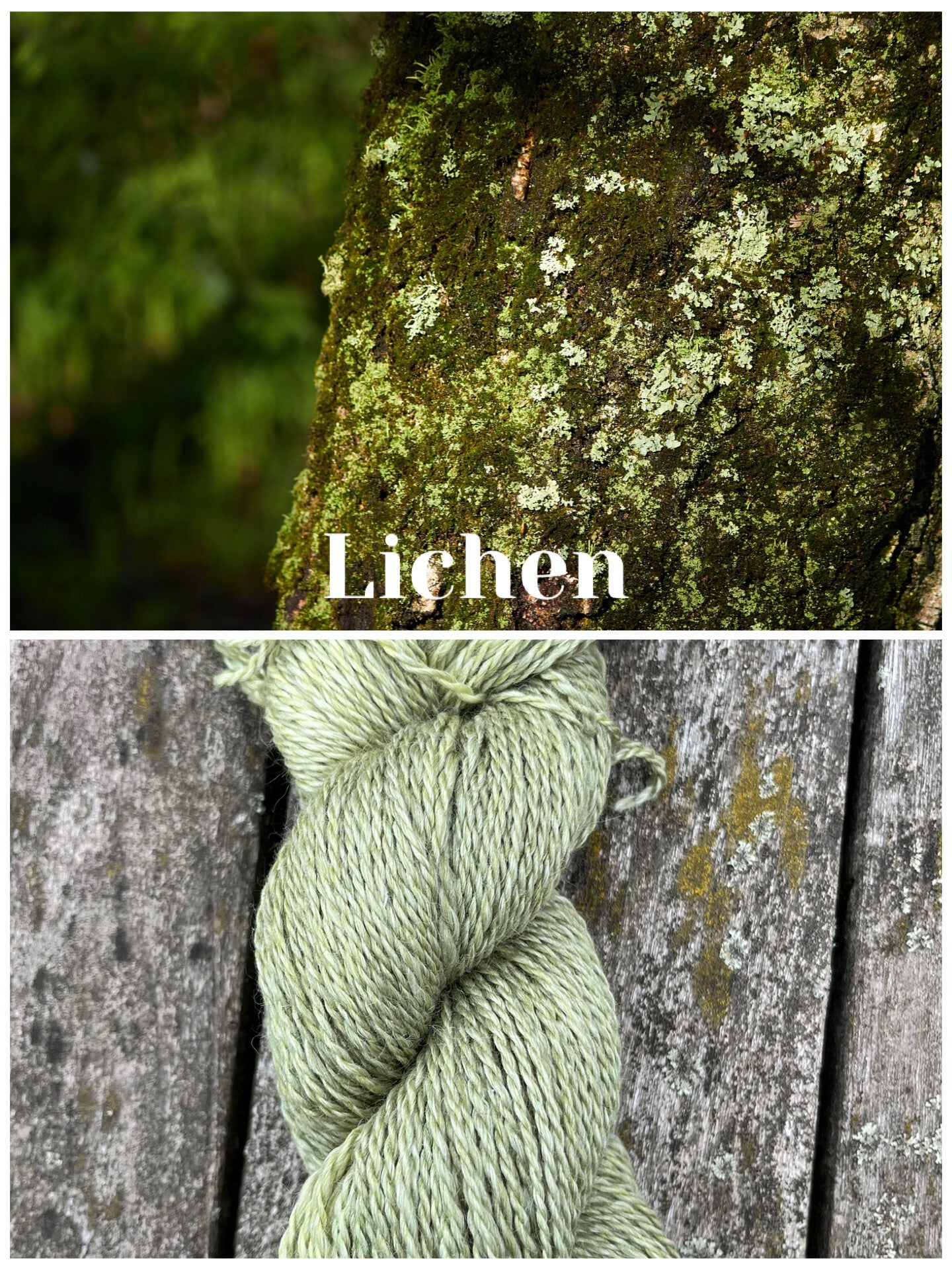 Lichen