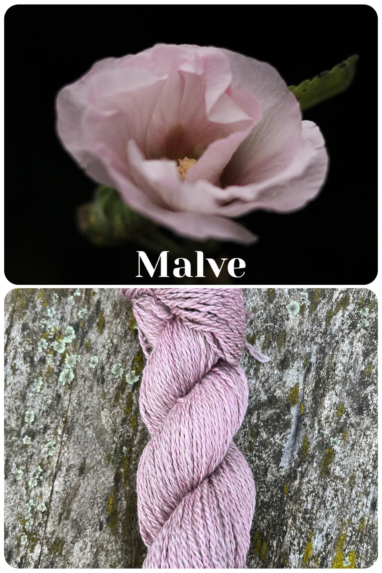 Malve