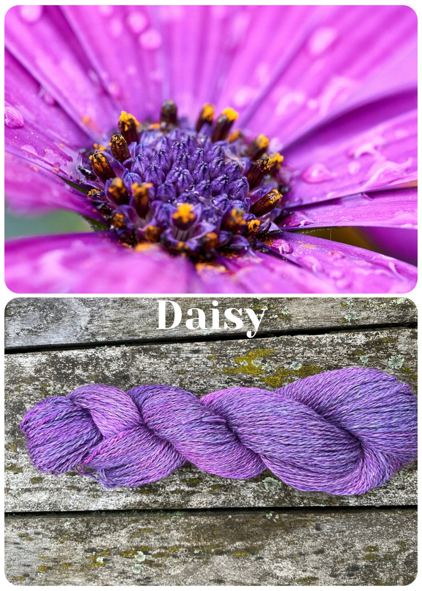 Daisy