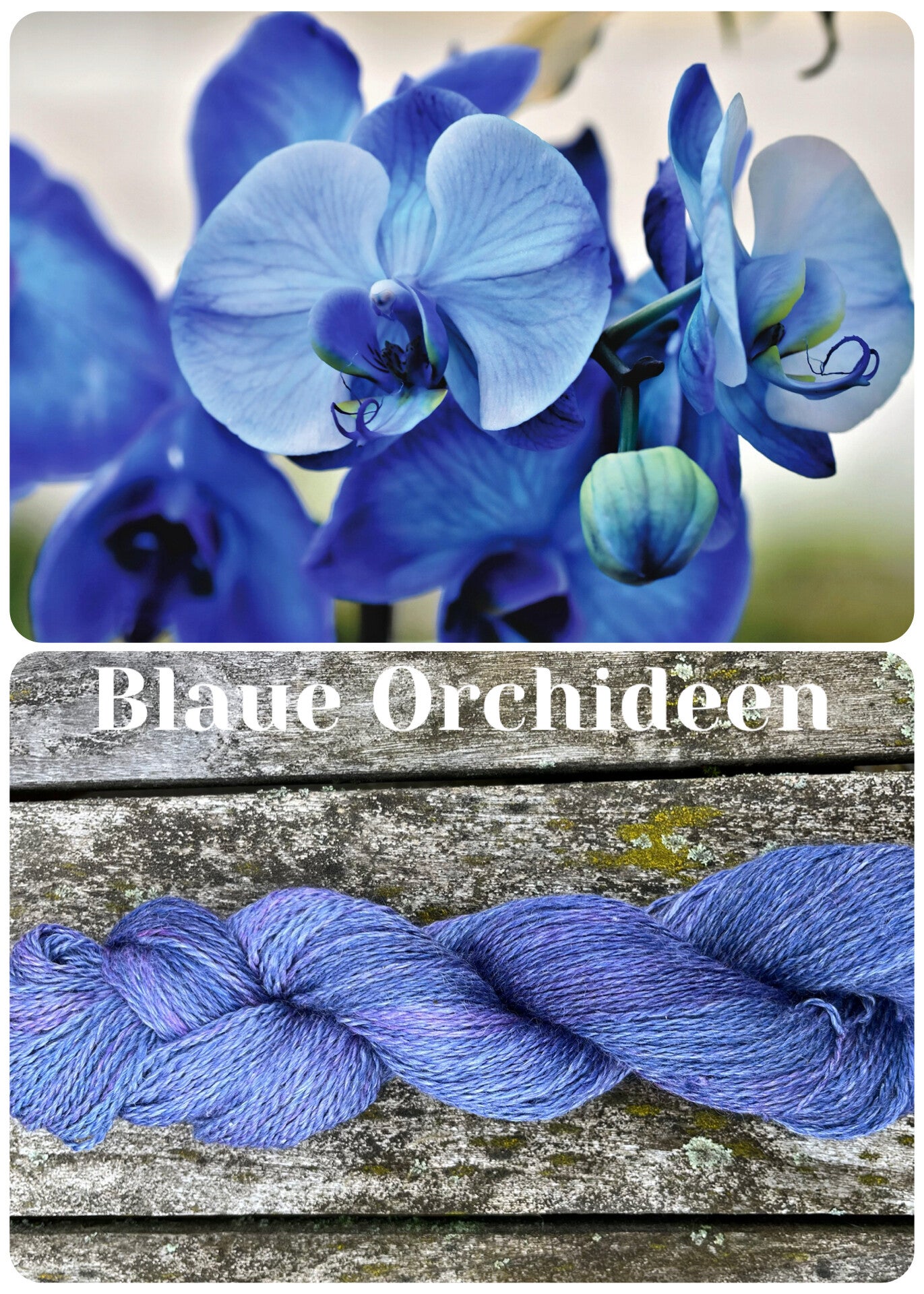 Blaue Orchidee