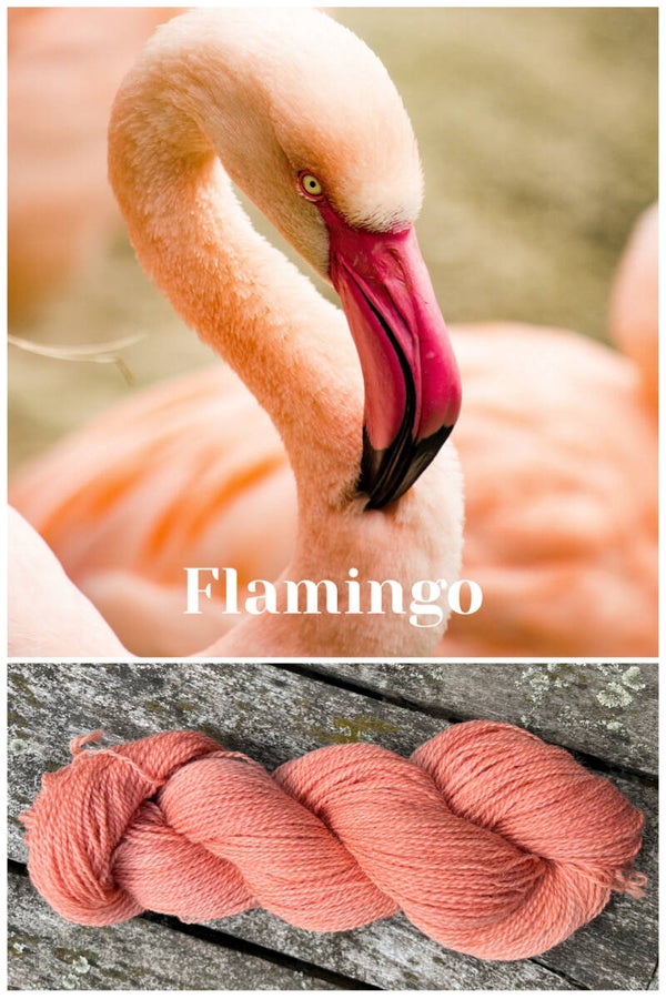 Flamingo