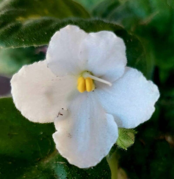 La violette africaine 3.500 XPF