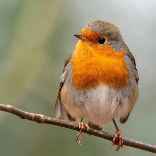 Gewoon doneren mag ook💕