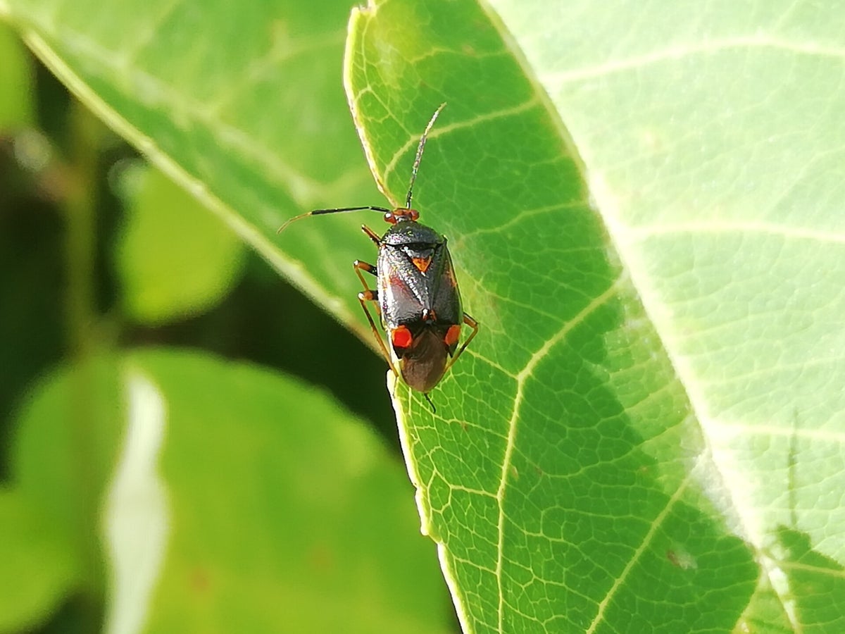 La miride rouge (Deraeocoris ruber) / la faune | Nature et potager