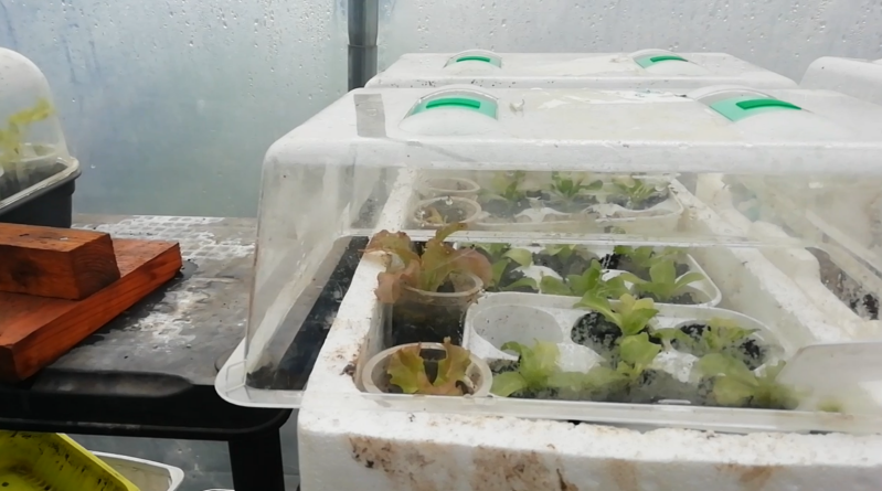 Laitues protégées pour l'hiver