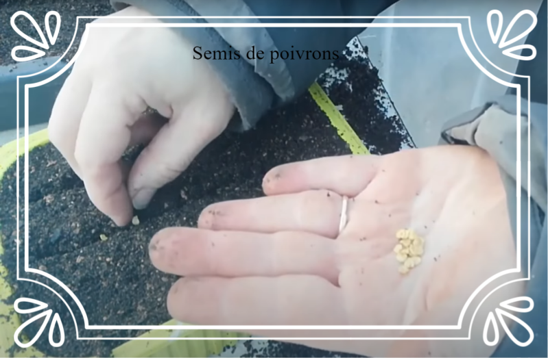 Semis de poivrons