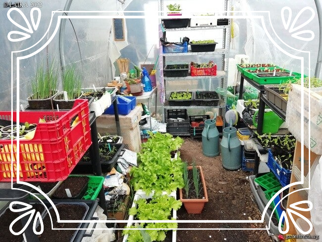 Culture en attente dans la serre