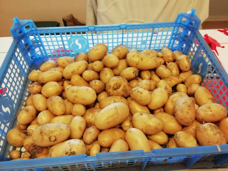 Récolte de pommes de terre