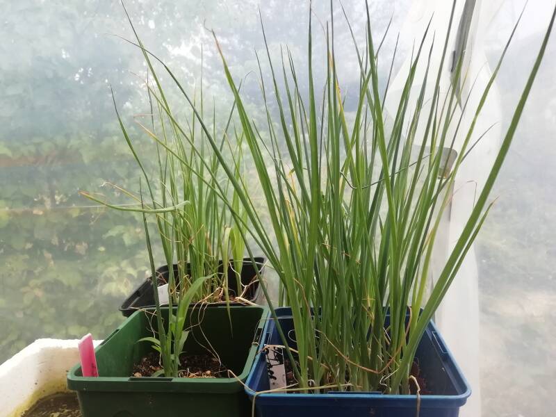 Poireaux en attente d'être plantés en pleine terre