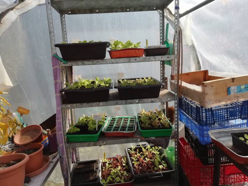 Laitues de printemps