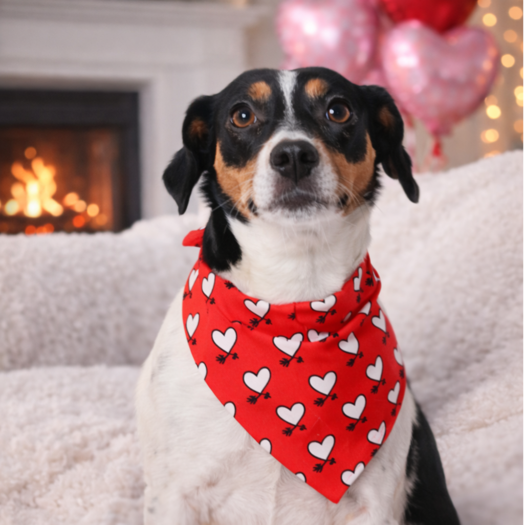 Valentijn honden bandana Hearts & Arrows