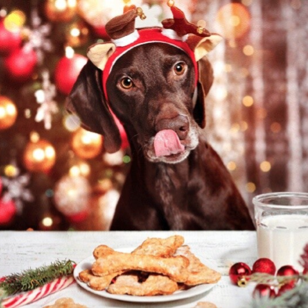 Kerst honden dinee asiel actie