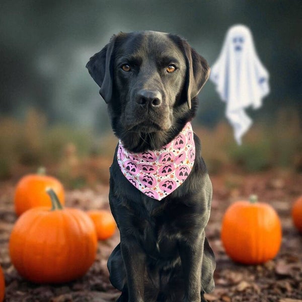 Halloween honden bandana SWEET PUMPKINS limited edition