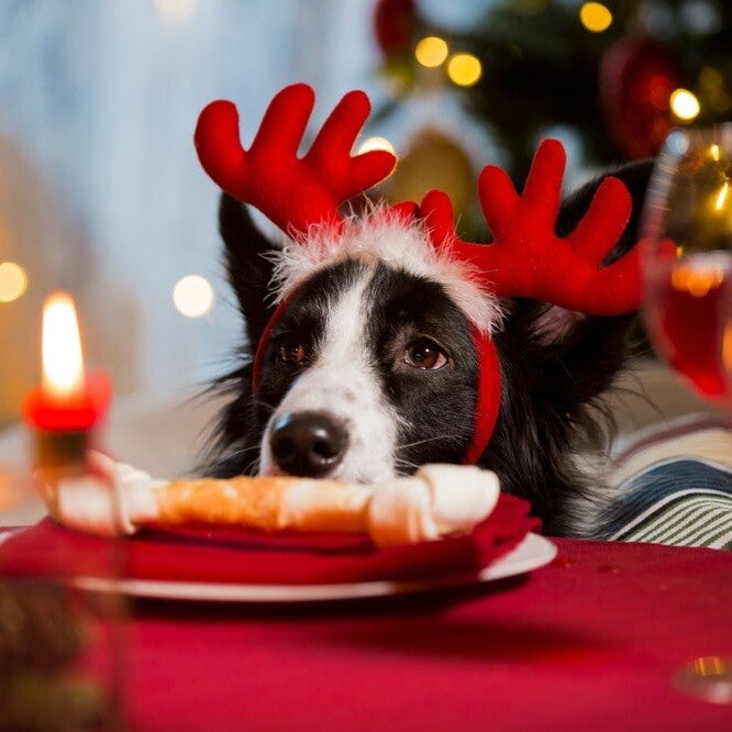 Kerst honden snack asiel actie