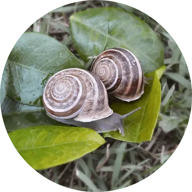 Lumache Rigatella Helix Eobania (Min.10kg)