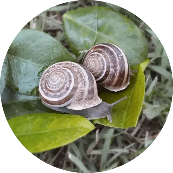 Lumache Rigatella Helix Eobania (Min.10kg)